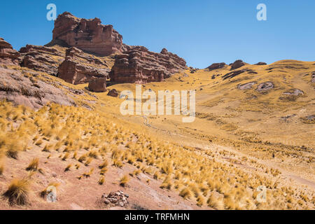 Cattle and sheep flock at Tinajani Canyon, Puno Region, Peru Stock Photo