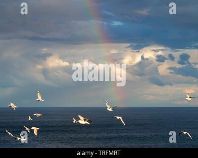 Rainbow, a flock of Silver Gulls seagulls are flying over the blue Pacific ocean, headland view looking out across the sea to horizon, Australia Stock Photo