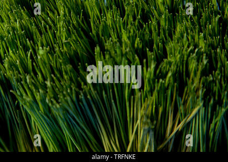 Texture of a green house plant  from the top Stock Photo