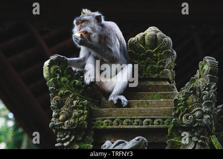monkey sitting on top of a statue while eating in the Sacred Monkey Forest in Ubud, Bali Stock Photo