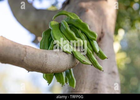 Carob tree. Ceratonia siliqua, commonly known as the carob tree or carob bush. Healthy organic sweet carob pods with seeds and leaves. Healthy eating. Stock Photo