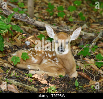 Day old tiny white tailed deer fawn with spots lying alone in forest while mother is out foraging Toronto Stock Photo