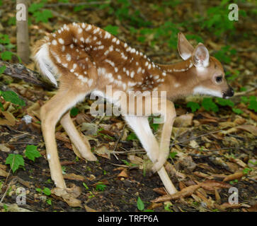 Day old white tailed deer fawn with spots and unsteady legs wobbling away in a forest Toronto Stock Photo