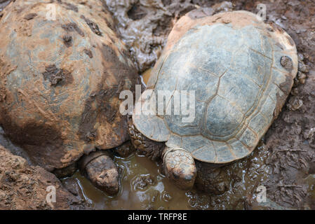 Asian Giant Tortoise / Big turtle on mud pond Stock Photo