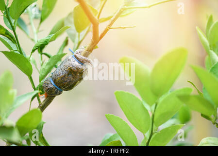 Propagating Fruit Trees A Gardener Is Grafting A Fruit Tree Wrapping The  Rootstock With A Tape And Sealing A Scion With Grafting Wax Stock Photo -  Download Image Now - iStock