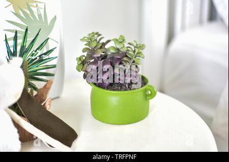plant in pot decorate on table in the white bedroom near the bed Stock Photo
