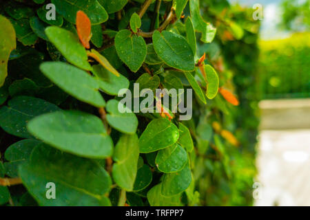 green ivy plant very dense Stock Photo