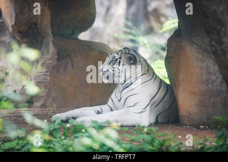 White Tiger lying on ground in farm zoo in the national park / Bengal Tiger Stock Photo