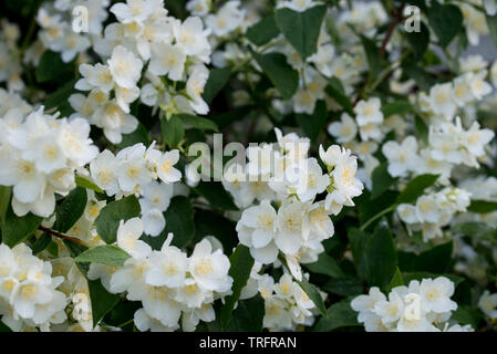 Philadelphus coronarius (sweet mock-orange, English dogwood) white spring flowers Stock Photo