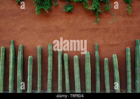 Terracotta wall background with cactus lined up making a stripy, seamless decoration. Tropical exterior design. Equality / diversity abstract concept Stock Photo