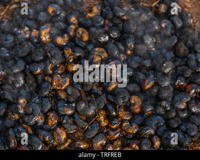 Cashew Nuts with shells roasted in fire Stock Photo