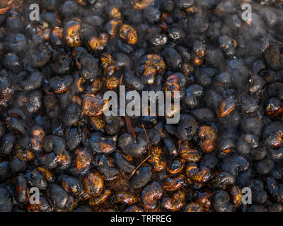 Cashew Nuts with shells roasted in fire Stock Photo