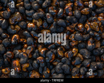 Cashew Nuts with shells roasted in fire Stock Photo