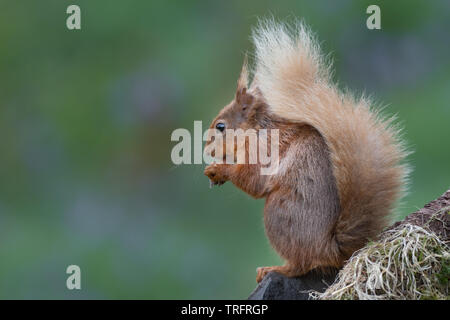 A bushy tailed red squirrel profile portrait sits on a tree stump eating a hazelnut. There are no people and copy space to the left Stock Photo