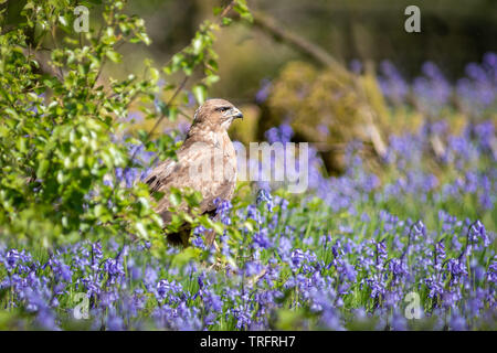 A half length portrait buzzard standing in bluebells after diving for its prey. Stock Photo