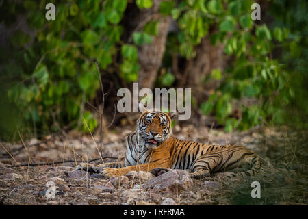 A female tiger resting in evening with beautiful surrounding just before going to start territory marking at Ranthambore National Park, India Stock Photo