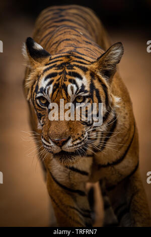 A female tiger on an evening stroll coming straight to our safari vehicle at Ranthambore National Park, Rajasthan, India Stock Photo