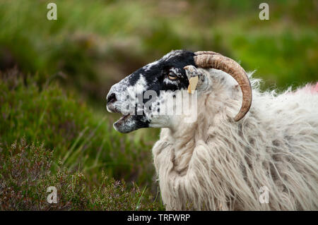 Blackface sheep portrait Stock Photo