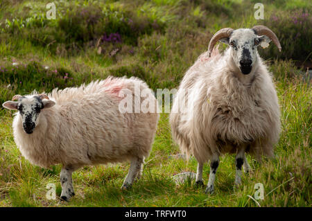 Sheep Ireland two Irish black faced sheep with long fleece grazing on lush green meadow. Stock Photo