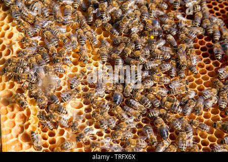 Frames of a beehive. Busy bees inside the hive with open and sealed cells for sweet honey. Bee honey collected in the beautiful yellow honeycomb. Stock Photo