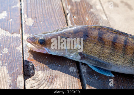 Fishing concept, trophy catch - big freshwater zander fish know as sander lucioperca just taken from the water on vintage wooden background. Stock Photo
