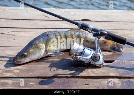 Fishing concept, trophy catch - big freshwater zander fish know as sander lucioperca just taken from the water and fishing rod with reel on vintage wo Stock Photo