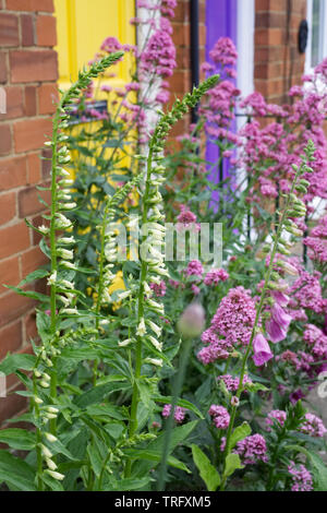 Digitalis lutea and Centranthus ruber flowering in a cottage garden. Stock Photo