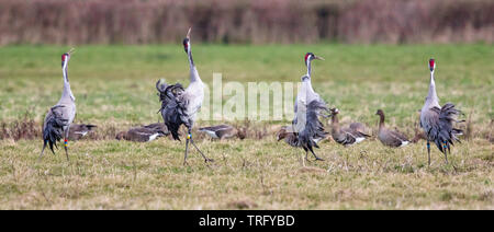 Four common cranes ( Grus grus ) performing their flamboyant dancing display on water meadows by the Severn Estuary in Gloucestershire Stock Photo