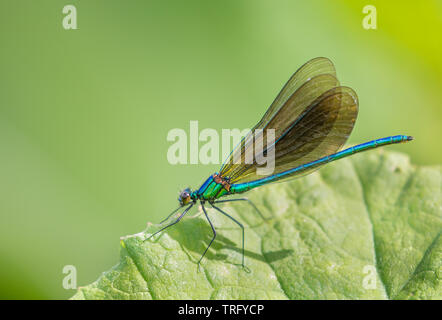 Beautiful demoiselle damselfly Calopteryx virgo at rest on riverside vegetation in the Chew Valley Somerset UK Stock Photo