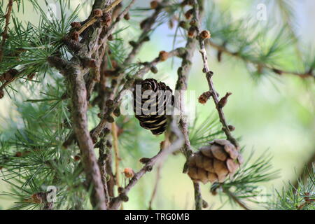 pine cones and pine tree Stock Photo