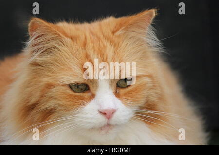 ginger tom cat having a rest in garden Stock Photo