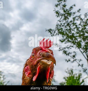 Portrait of a beak trimmed rescue chicken on a Derbyshire smallholding UK Stock Photo