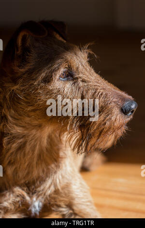 Closeup portrait of an Irish Terrier dog