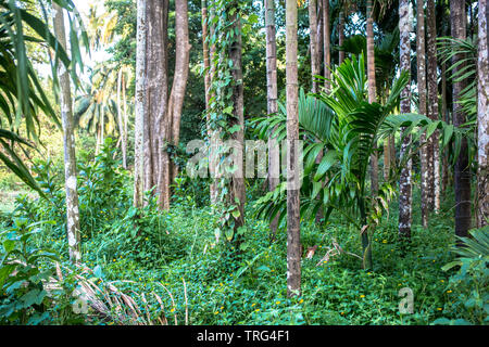 Jungle view of palm trees Stock Photo