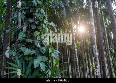 Jungle view of palm trees in front of a sunset Stock Photo