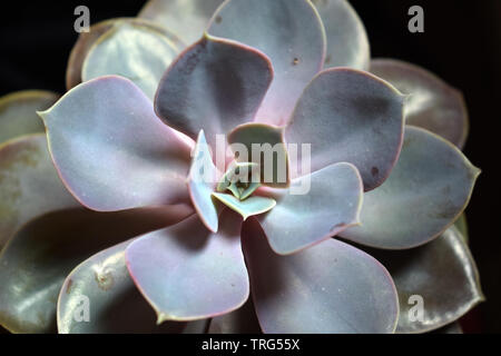 Animals and foliage Stock Photo