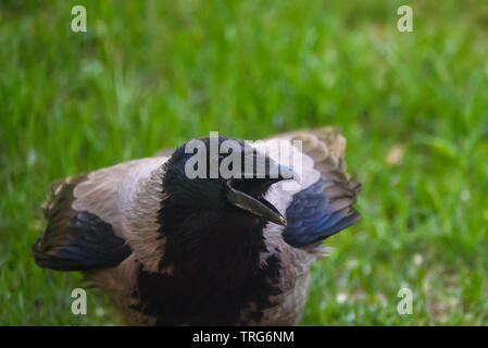 Hooded crow, Corvus cornix. Stock Photo