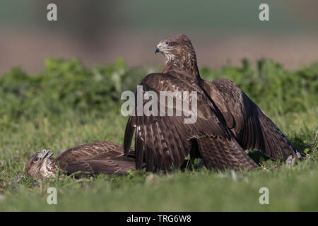 Common Buzzards (Buteo buteo) fighting over prey Stock Photo