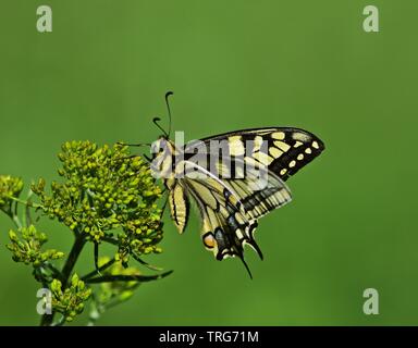 Old World swallowtail (Papilio machaon) Stock Photo