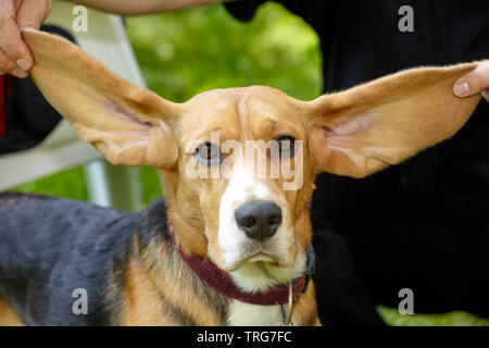 An owner holds up his beagle dogs long, floppy ears. Stock Photo