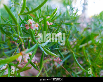 grass sown in a garden Stock Photo