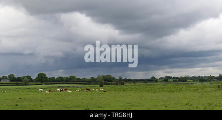 Moira, County Down, Northern Ireland. 05th June 2019. UK weather - low pressure continues to dominate the weather. Another grey day with showers as a dismal start to summer continues. 47 mm of rain fell in neighbouring County Armagh in the last 24 hours - the monthly average for Northern ireland in June is 58mm. Cattle grazing as the grey clouds carry more rain and showers towards Belfast. Credit: David Hunter/Alamy Live News. Stock Photo