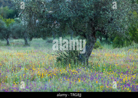 The colours of summer amongst the olive trees in the fields Beira Baixa, Castelo Branco, Portugal Stock Photo