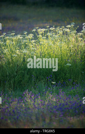 The colours of summer amongst the olive trees in the fields Beira Baixa, Castelo Branco, Portugal Stock Photo