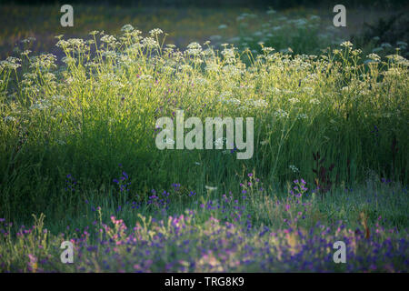 The colours of summer amongst the olive trees in the fields Beira Baixa, Castelo Branco, Portugal Stock Photo