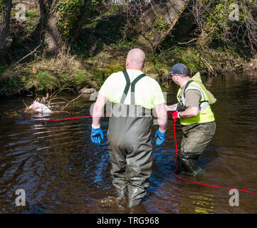 Volunteer at annual Spring clean on bank of Water of Leith, Edinburgh, Scotland, UK. Men in waders pull on a rope to retrieve rubbish Stock Photo