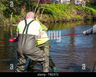 Volunteer at annual Spring clean on bank of Water of Leith, Edinburgh, Scotland, UK. Men in waders pull on a rope to retrieve rubbish Stock Photo