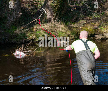 Volunteer at annual Spring clean on bank of Water of Leith, Edinburgh, Scotland, UK. A man in waders throws a hook across the river to collect rubbish Stock Photo