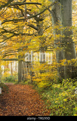 Autumn colours in Crendle Hill Wood near Sandford Orcas, Dorset, England, UK Stock Photo