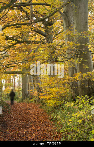 A walker amongst the autumn colours in Crendle Hill Wood near Sandford Orcas, Dorset, England, UK Stock Photo